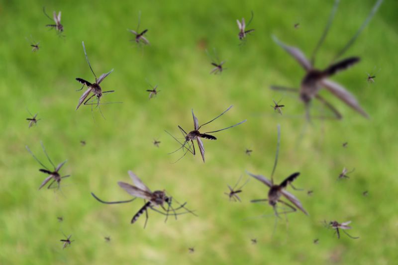 Mosquito Control Service in Katy, TX