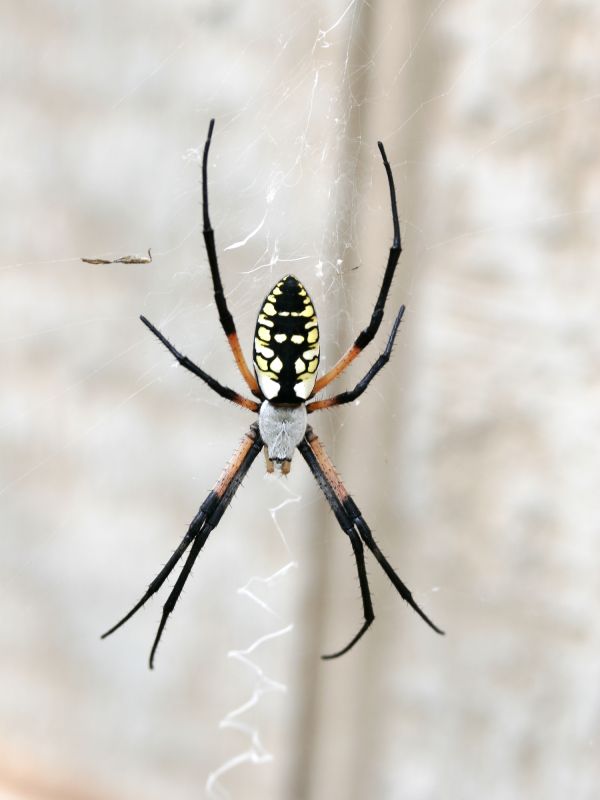 Spider Extermination Service in Fort Worth, TX