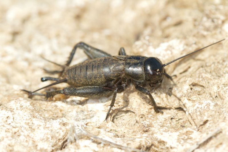 Cricket Prevention in Mckinney, TX