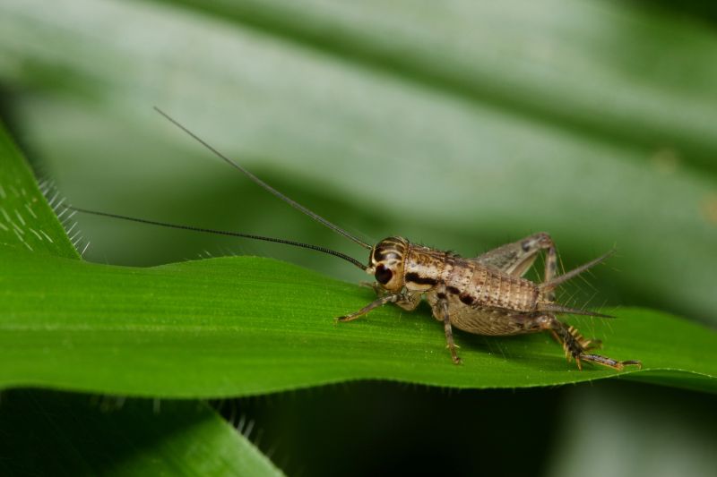 Cricket Prevention in Frisco, TX