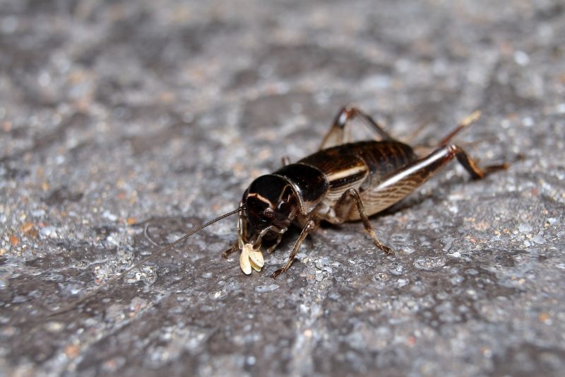 Cricket Prevention in New Braunfels, TX