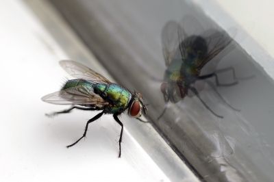 Fly Extermination in Mckinney, TX