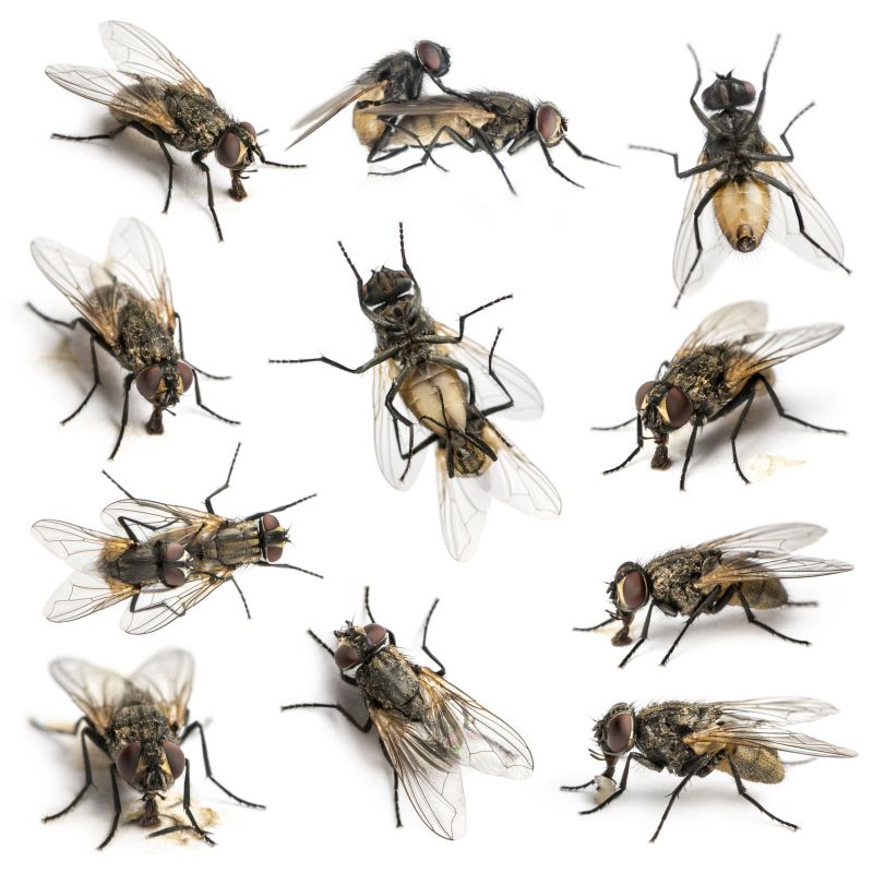 Fly Infestation Extermination in Mckinney, TX