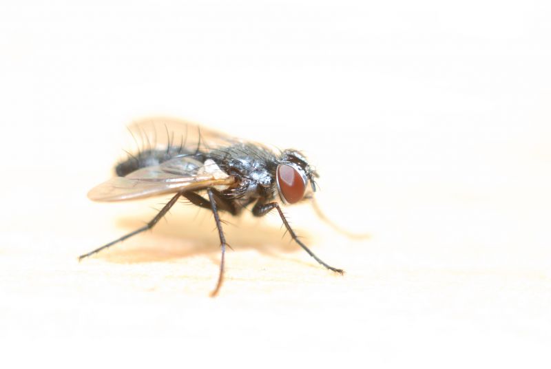 Fly Infestation Extermination in Fort Worth, TX