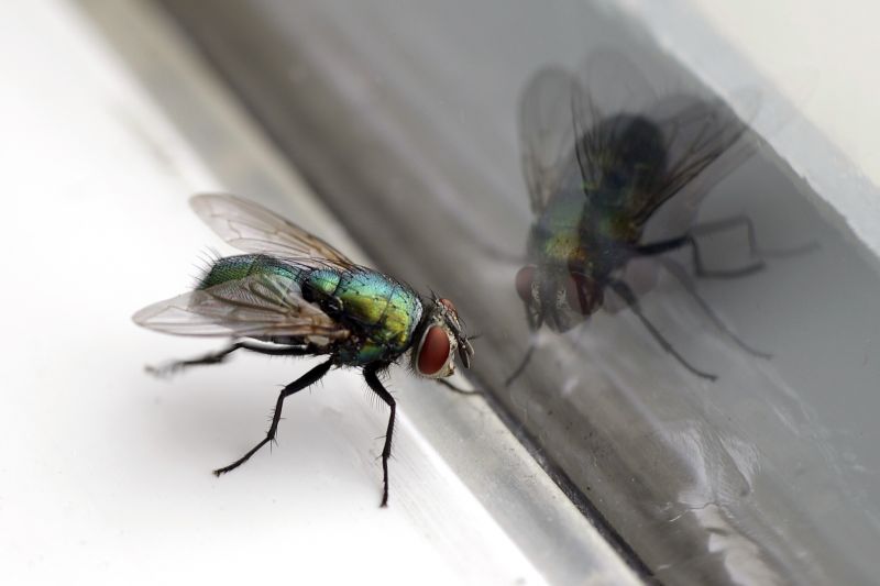 Fly Infestation Extermination in New Braunfels, TX