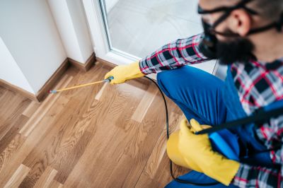 Mouse Spider Extermination in Mckinney, TX