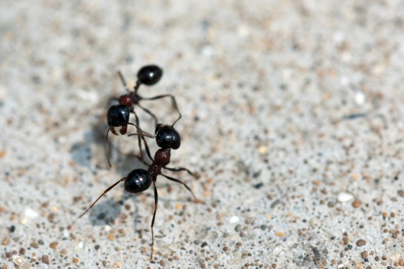 Signs You Have An Ant Problem Before It Gets Out Of Control