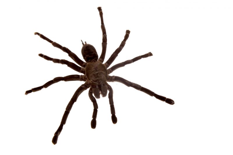 Spider Extermination Service in Mckinney, TX