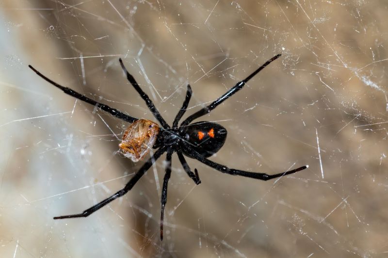 Wolf Spider Removal in Mckinney, TX